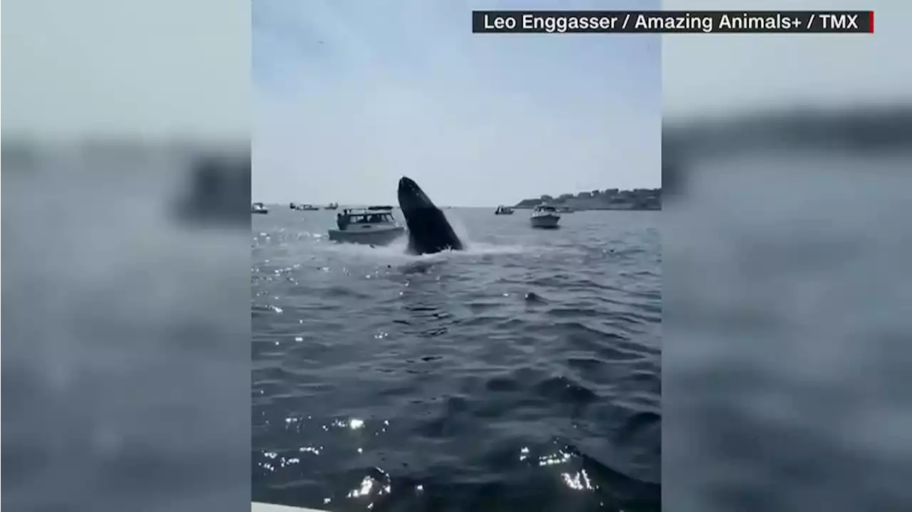 WATCH: Whale breaches, lands on boat