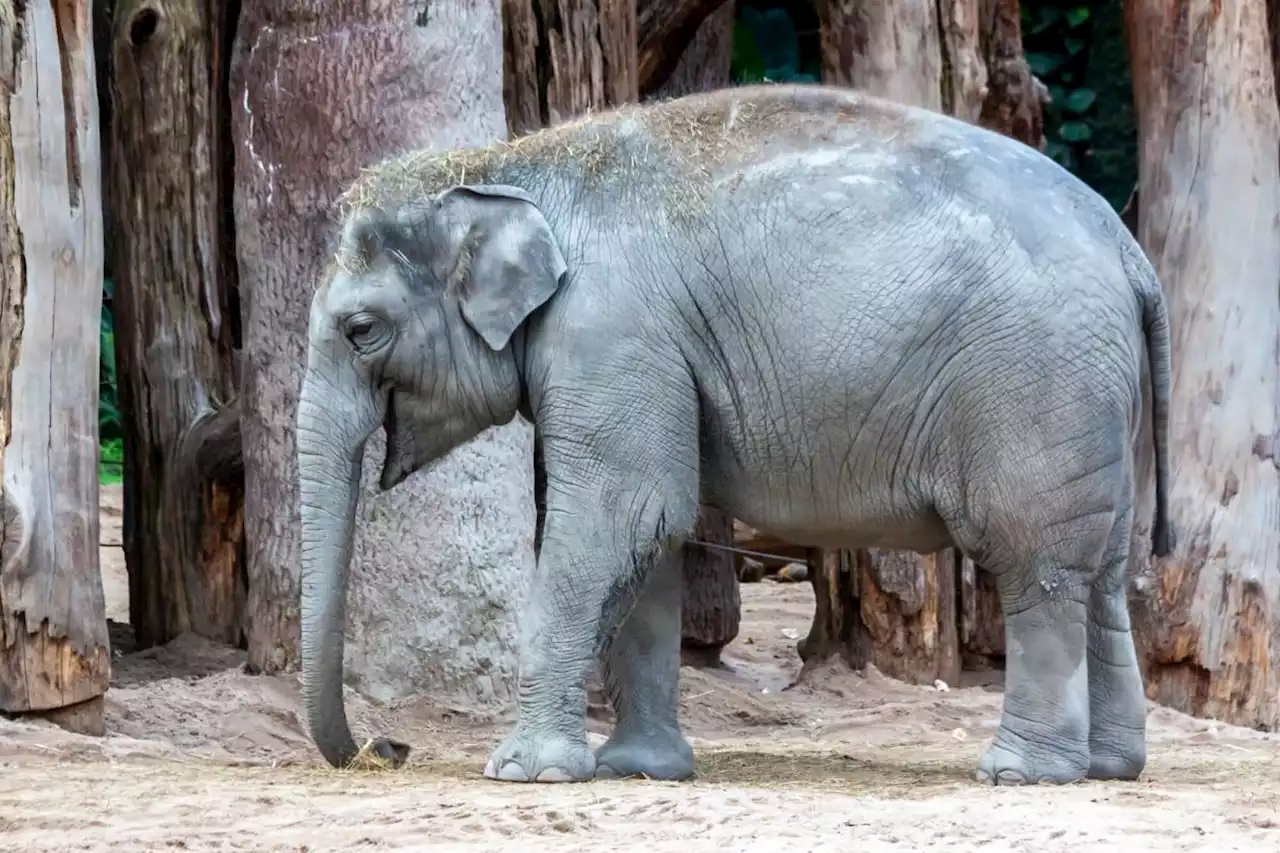 Third Elephant at Zürich Zoo in Switzerland Dies of Herpes Virus