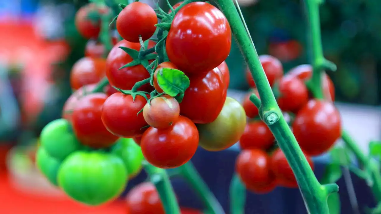 So kann Bio gegen den Klimawandel helfen