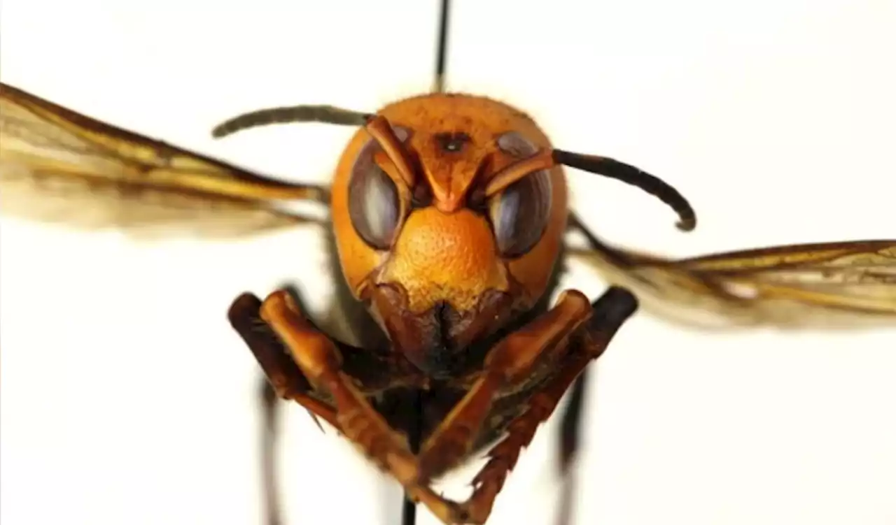 Infamous ‘murder hornet’ gets new name from scientists