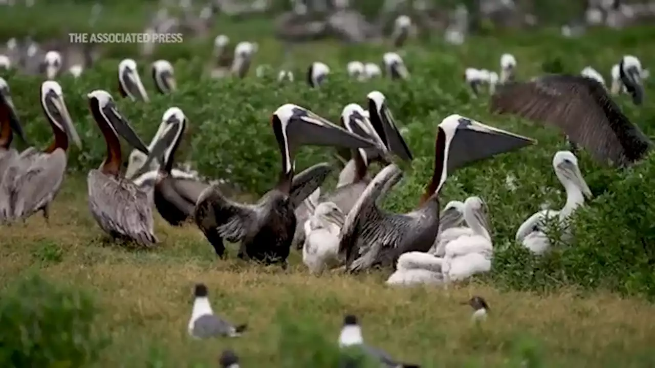 Climate change and vanishing islands threaten brown pelicans