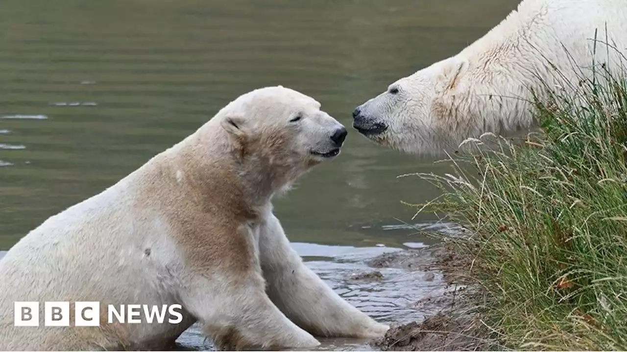 Young Polar bears introduced to older bears at Doncaster wildlife park