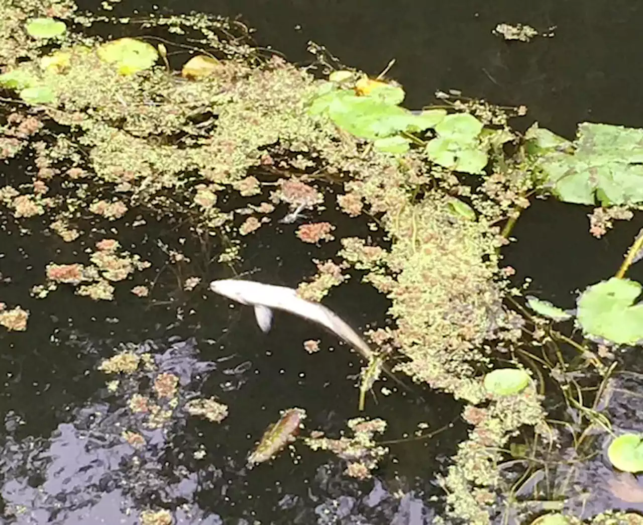 Extreme heat blamed for dead fish in the Lancaster Canal near Preston