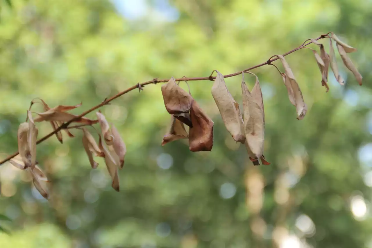 Trockenstress für Bäume: Herbst schon Ende Juli?