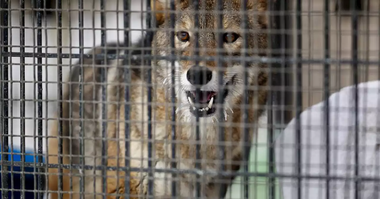 Captive coyote at Cook County forest preserve to stay but will get a bigger, better enclosure