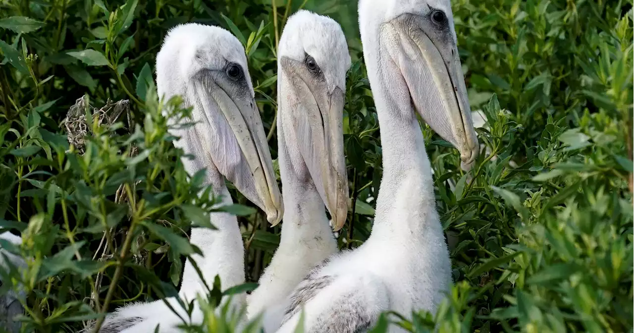 Climate change, vanishing islands threaten iconic brown pelicans