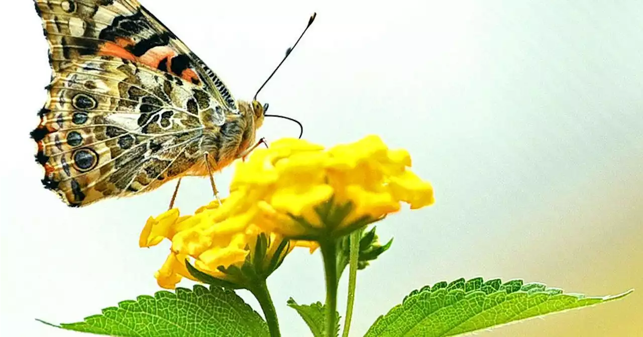 Dothan Area Botanical Gardens to open butterfly house