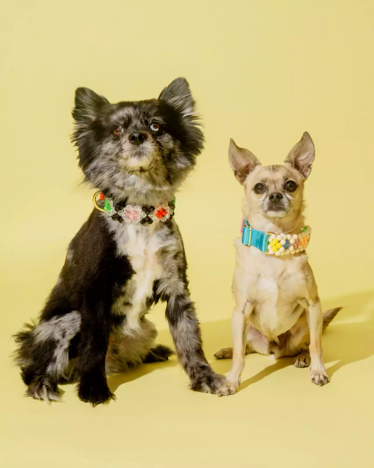 These Susan Alexandra Pet Collars Will Make You Smile