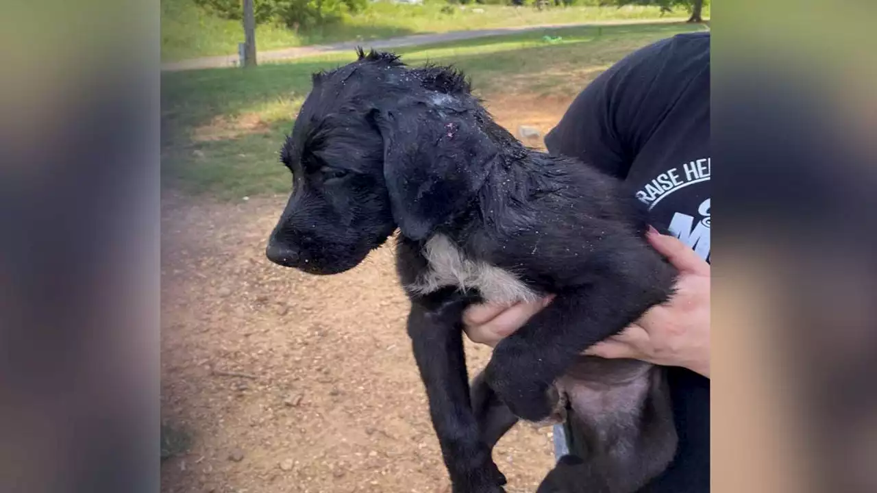 Puppy rescued by firefighters after its head gets stuck in wheel