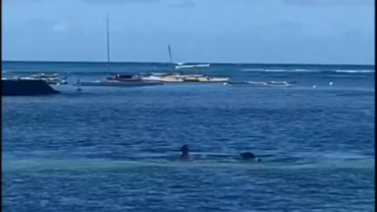 California teacher attacked by rare monk seal in Hawaii