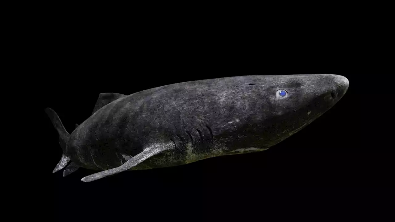 A Mysterious Arctic Shark Just Showed Up in the Caribbean