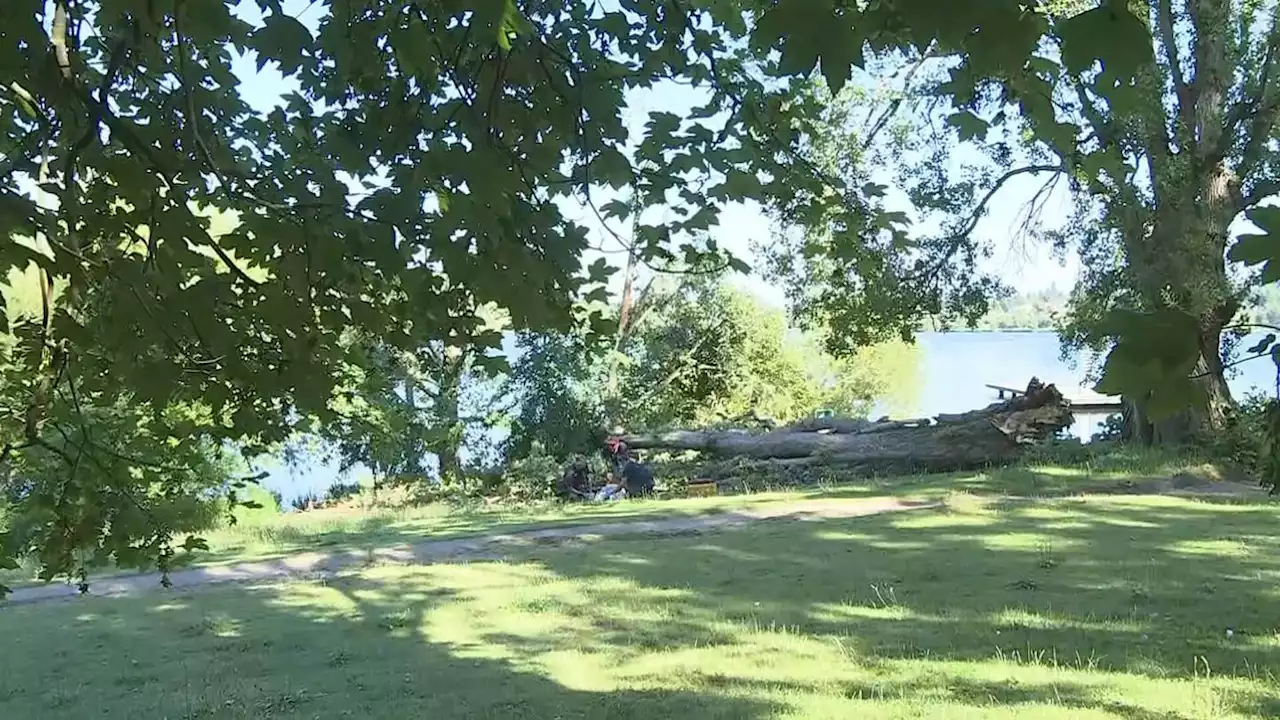 Tree falls, injures woman at Green Lake