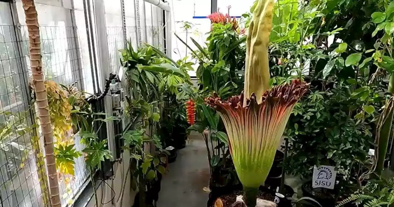 Corpse flower begins pungent blooming at San Jose State University