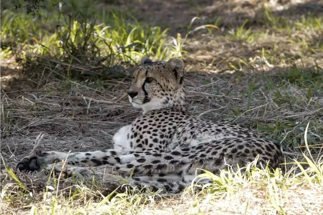 Claws out over project sending Southern African cheetahs to India