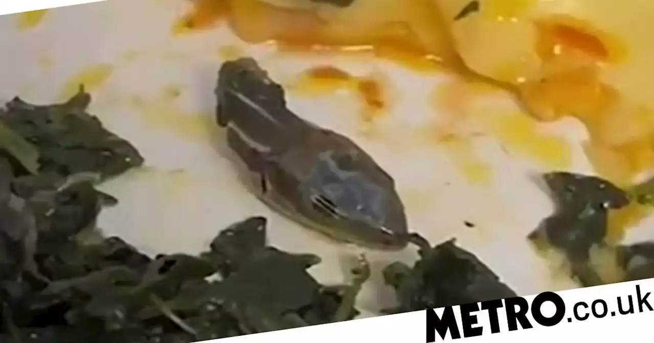 Severed snake head found in air steward's in-flight meal