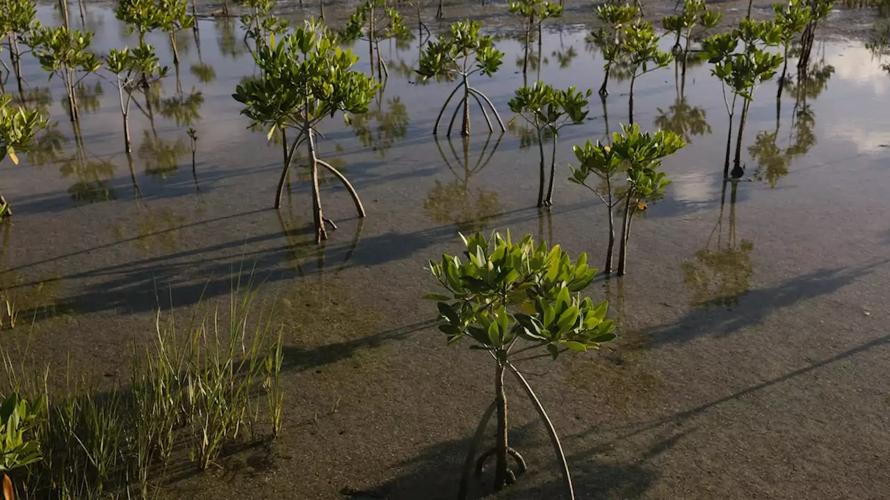 Can restoring mangroves protect Miami from rising seas?