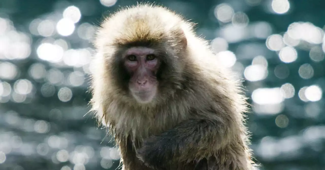 Monkey killed in Japan after spate of attacks but others may still be on loose