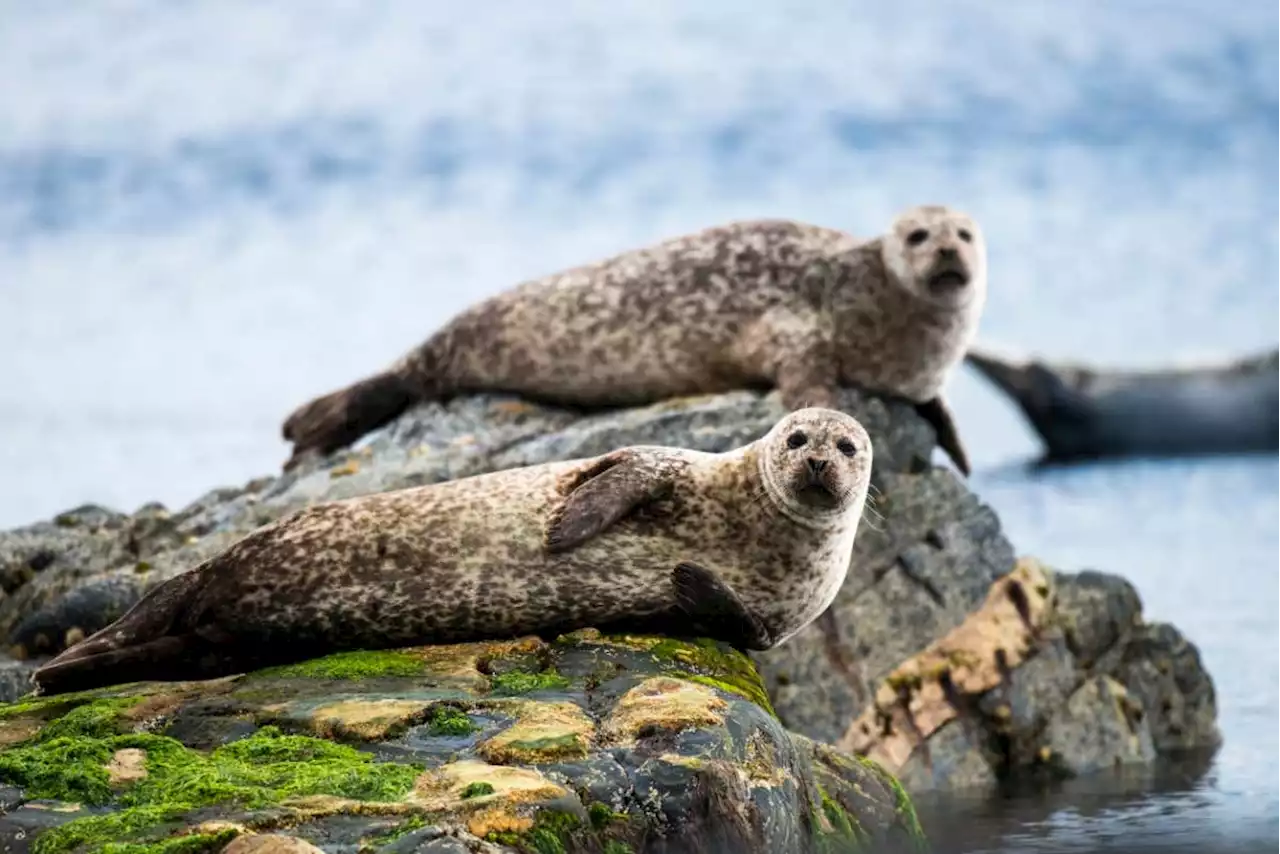 How to spot wildlife at the beach - and how not to disturb or harm it