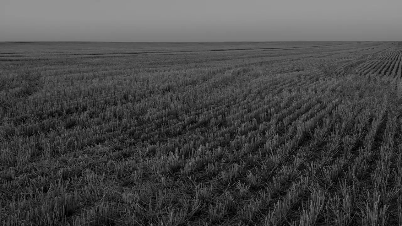 Harvesting Wheat in Drought-Parched Kansas