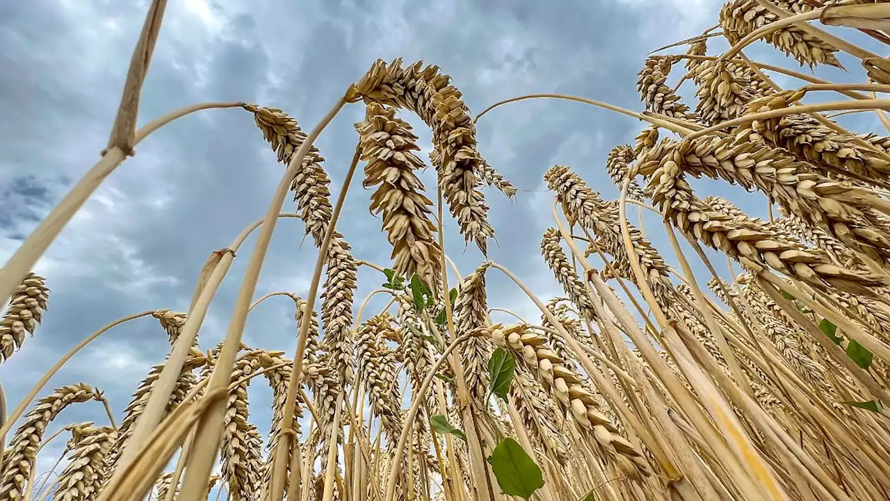 Die Hungerkrise 'droht nicht, sie ist Realität'