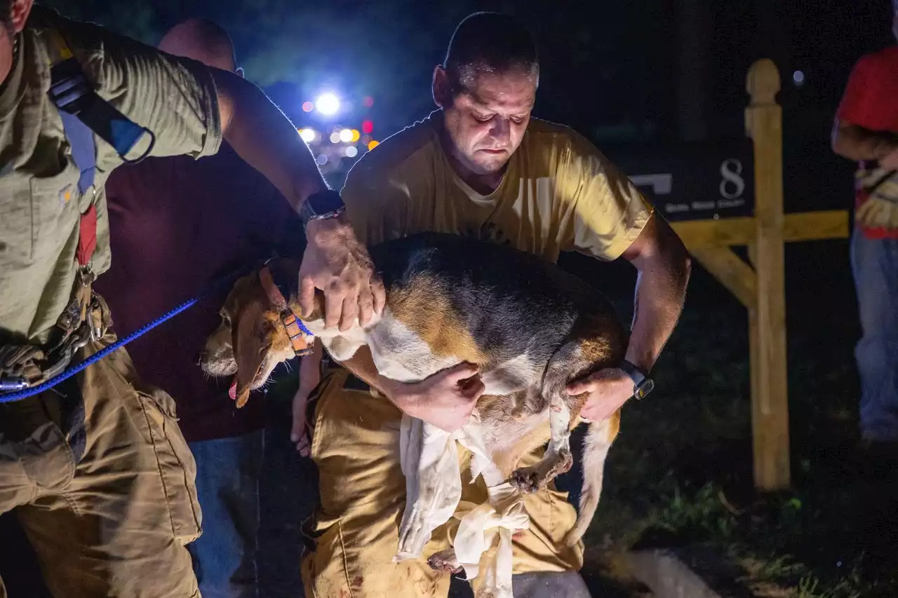 Dog rescued after being stuck in drain pipe for a week released from hospital