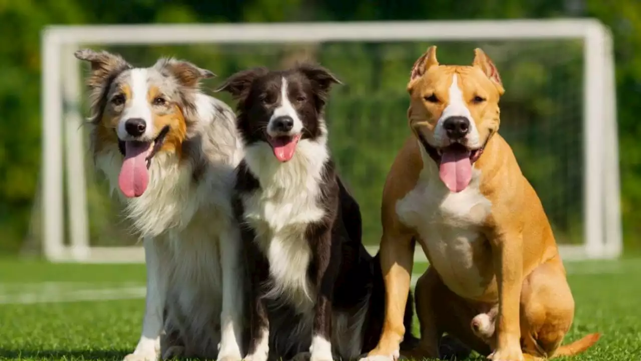 Cuatro enfermedades que hay que tener muy en cuenta para cuidar la salud de nuestros perros