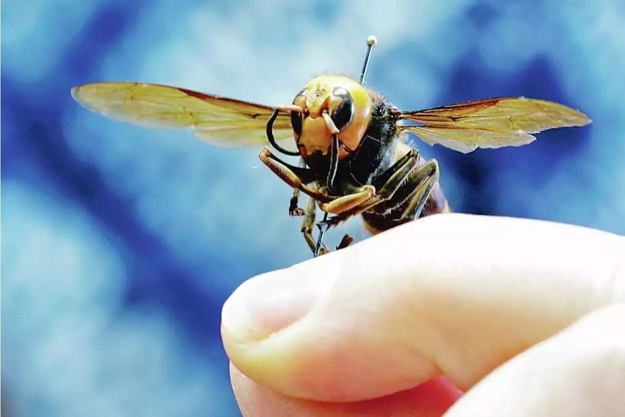 'Murder hornet' gets less-ominous common name