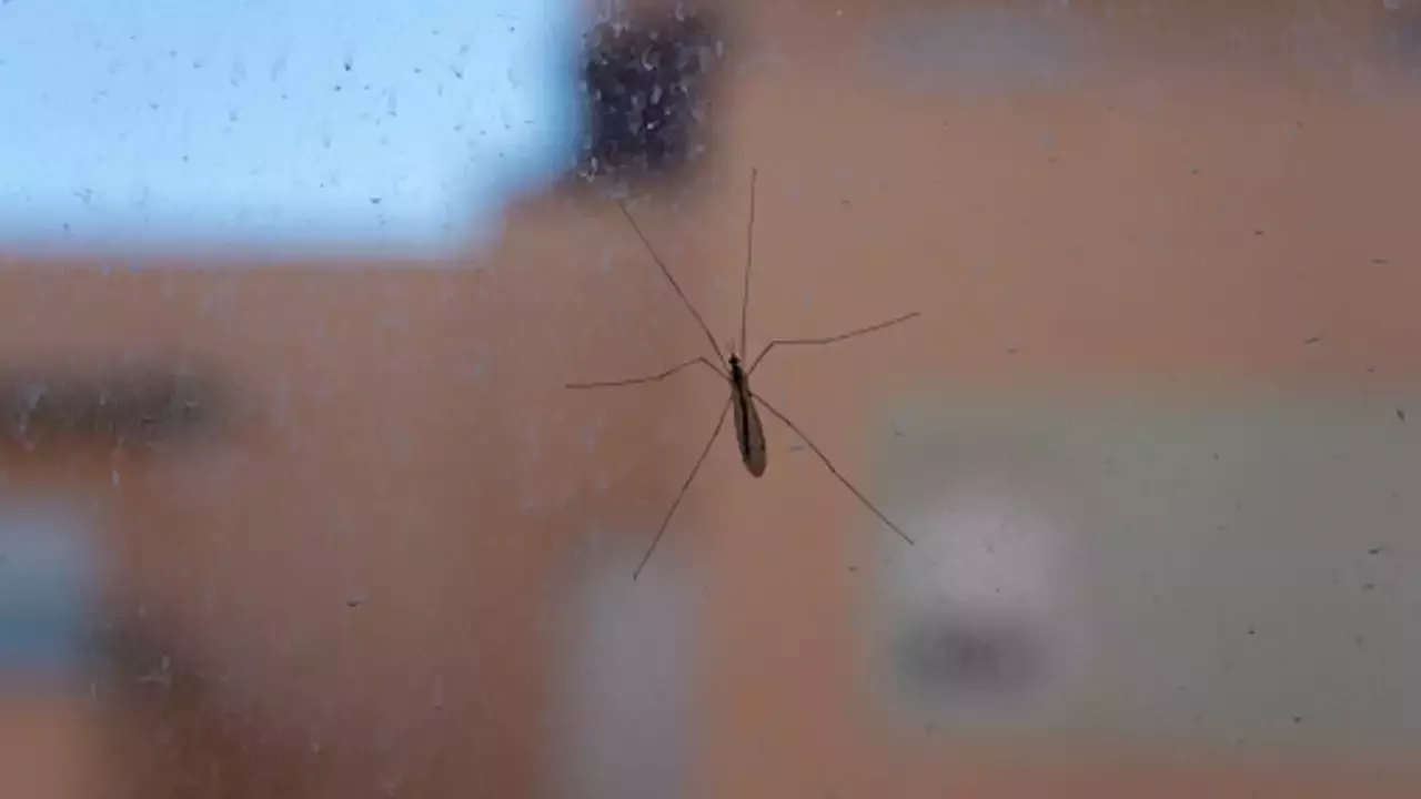 La Ocu Se Ala Los Mejores Repelentes Antimosquitos Y Los M Todos Que No