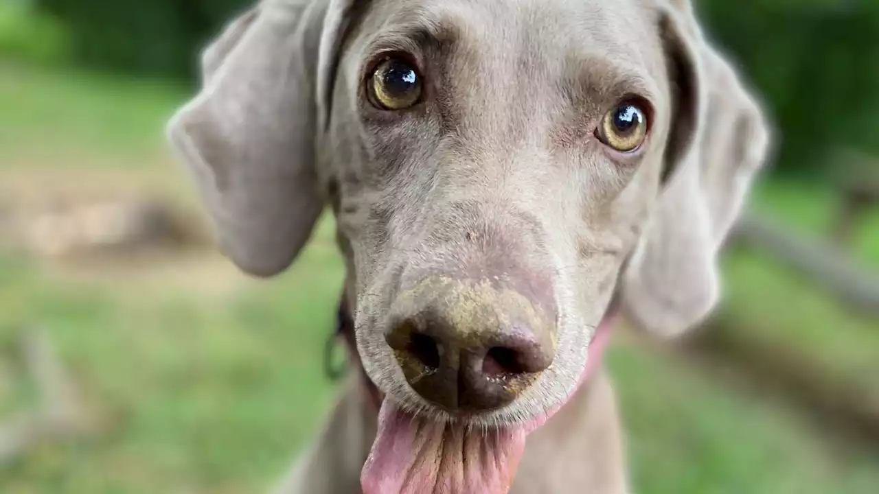 Dogs might be able to 'see' with their noses, a new study suggests