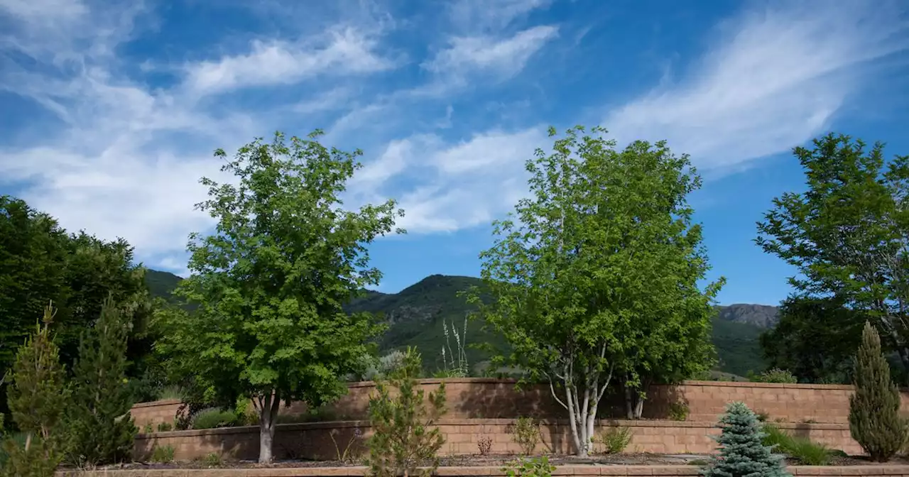 Forget the lawn — your trees need water to survive drought and scorching heat