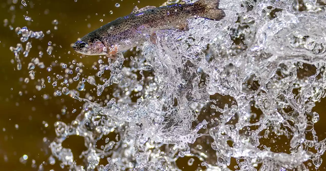 Here’s how extreme drought has changed fishing in Utah