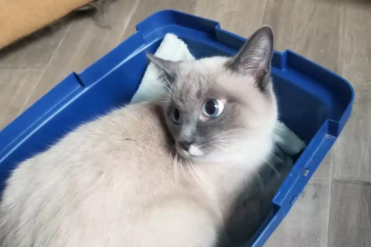 Gizmo the cat survived a crash and nearly a month on his own