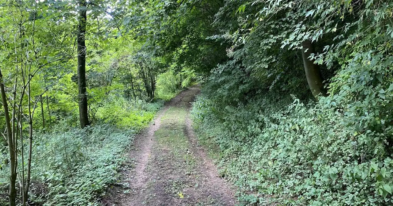 Angreifer soll von „letzter Warnung“ gesprochen haben: Brutaler Überfall: Saar-Politikerin im Wald niedergeschlagen