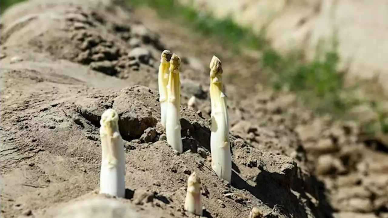 Schlechteste Spargel-Ernte seit Jahren – mehr Sonnenblumen-Anbau