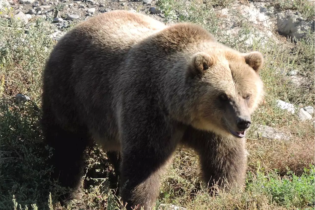 Grizzly encounters in Kitimat prompt warning from Conservation Officer Service - Terrace Standard