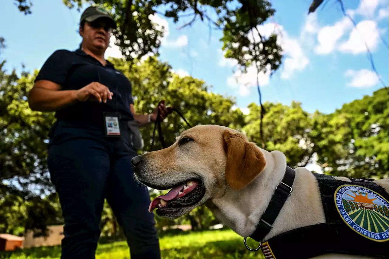 Dogs help catch undesirable giant African snails | The Citizen