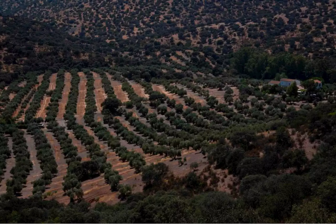 Drought threatens Spain's 'green gold' harvest | The Citizen