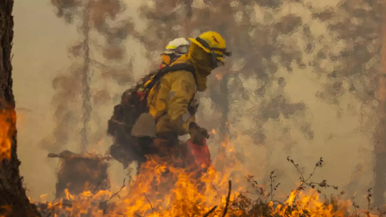 Suspected Arsonist Tied to a Tree By Oregon Residents After Two Wildfires Were Started