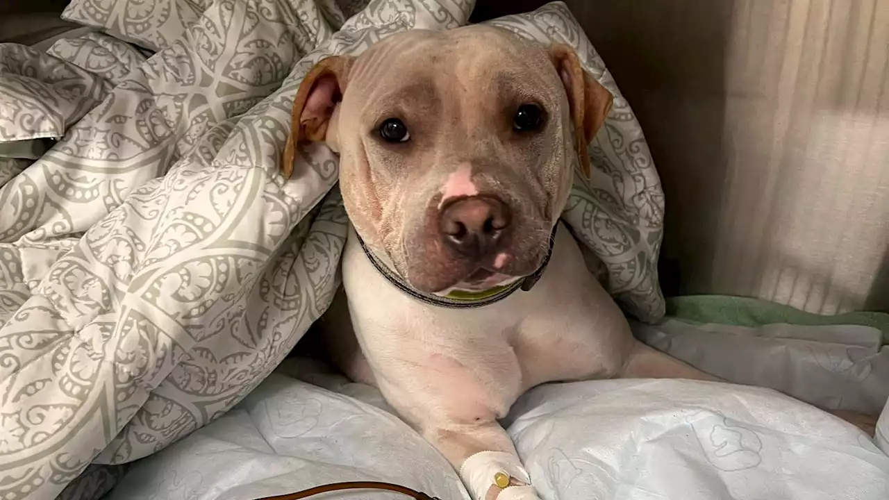 Heartbreaking Scene At St. Louis-Area Dog Rescue Destroyed By Flooding | The Weather Channel