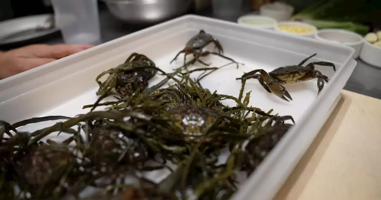 Green crabs: An invasive species used in local food and drinks to help reduce their population