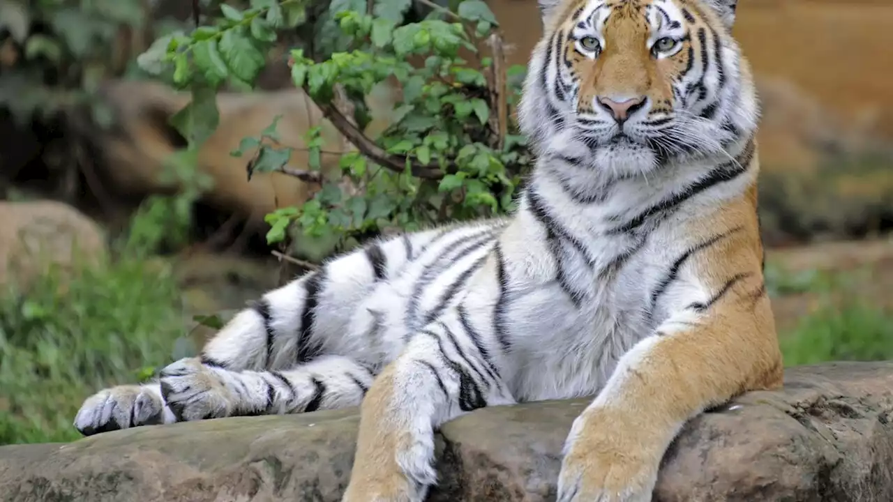 Conservationists report world tiger populations are up by 40%, more than previously thought