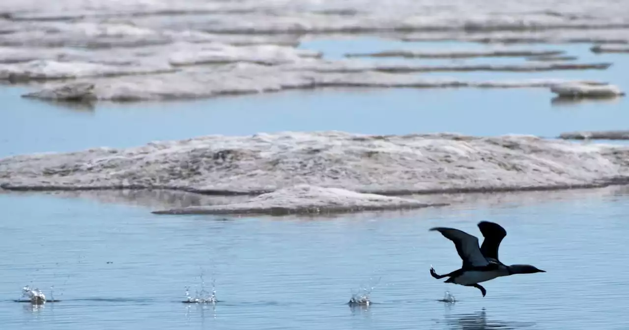 Birding, a fast-growing tourism draw in Alaska, brings visitors to Utqiaġvik