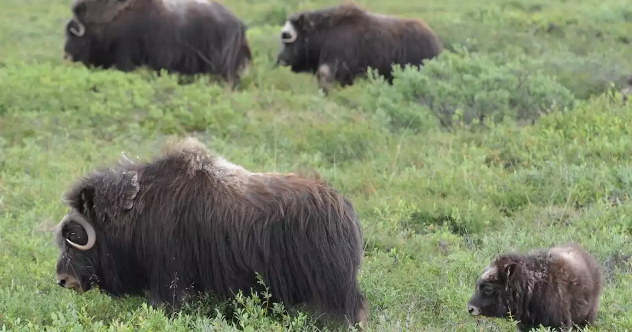 Historic musk ox hunt to open in part of the North Slope