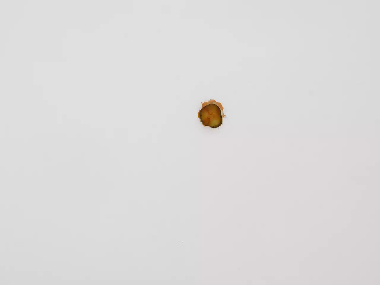 An Australian Artist Pulled a Pickle from a McDonald’s Cheeseburger and Slapped It to a Gallery Ceiling. Now It Costs $6,200 | Artnet News