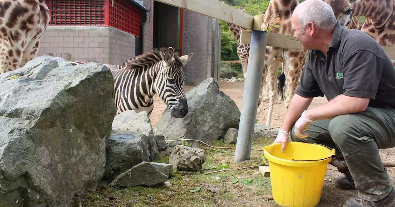 Belfast Zoo wins top award for work in 'vital area'