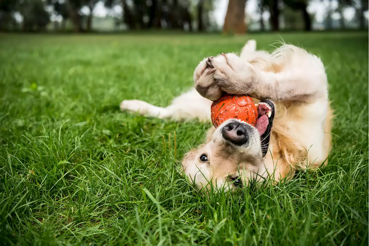 New study says dogs can ‘see’ with their noses