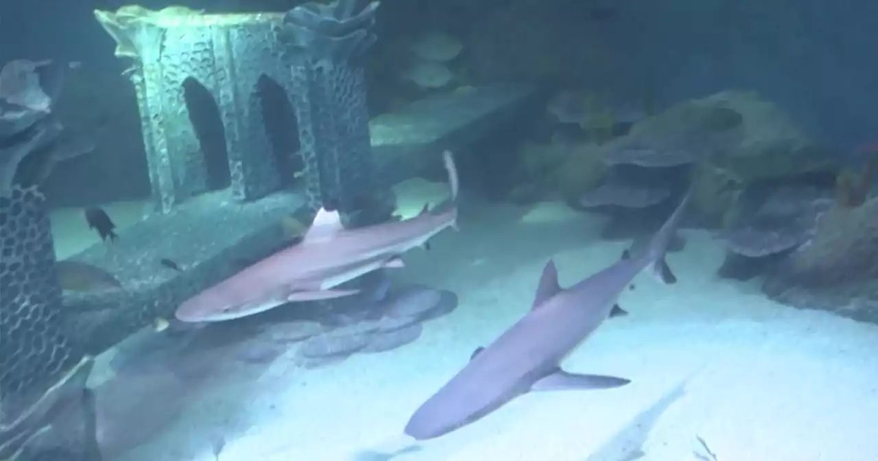 Shark expert Rich Weddle discusses uptick in sightings in Tri-State Area