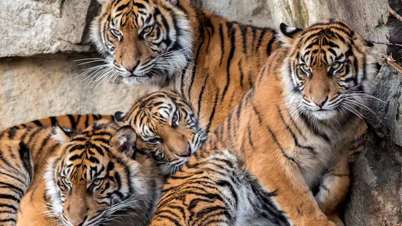 Genfehler! Wieder ein Tiger im Tierpark eingeschläfert