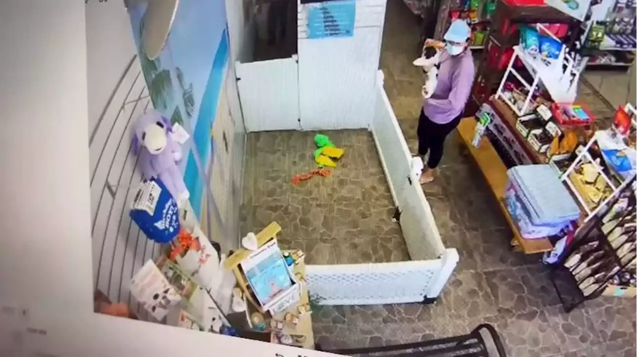 Caught on camera: Woman steals puppy from pet store