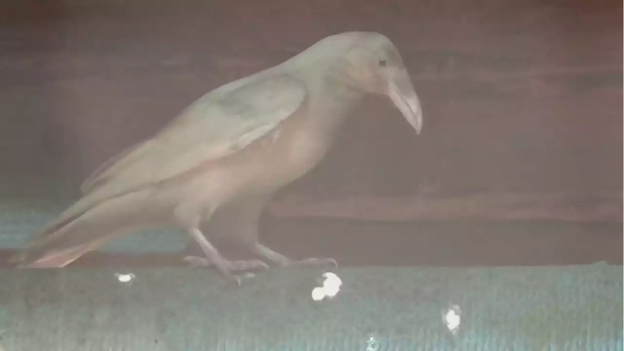 Rare white raven makes debut at Vancouver Island wildlife centre